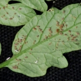 Trips na paradajzu: fotografija, kako se boriti